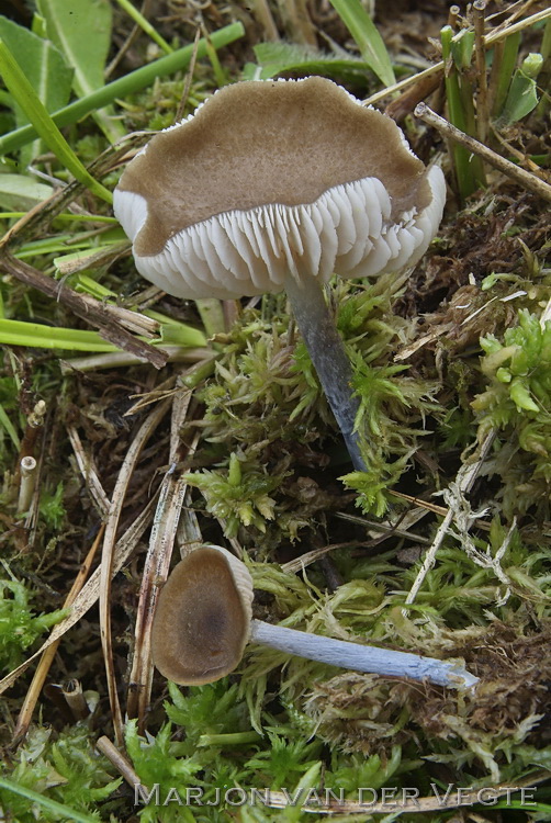 Tweekleurig staalsteeltje - Entoloma glaucobasis